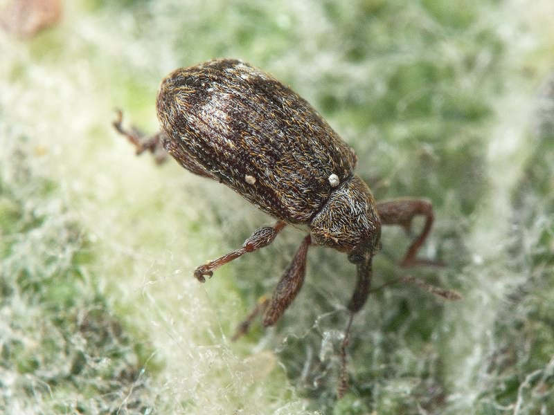 Anthonomus (Anthonomus) pomorum (Linnaeus, 1758)